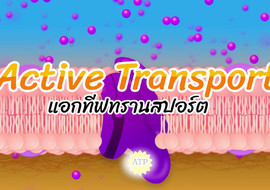 แอนิเมชัน: active transport รูปภาพ 1